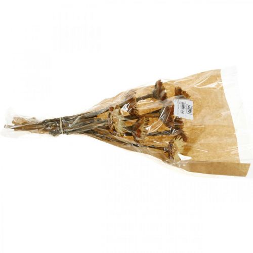 Floristik24 Protea Compacta Rosette Prírodný sušený kvet cukrový ker 8 ks