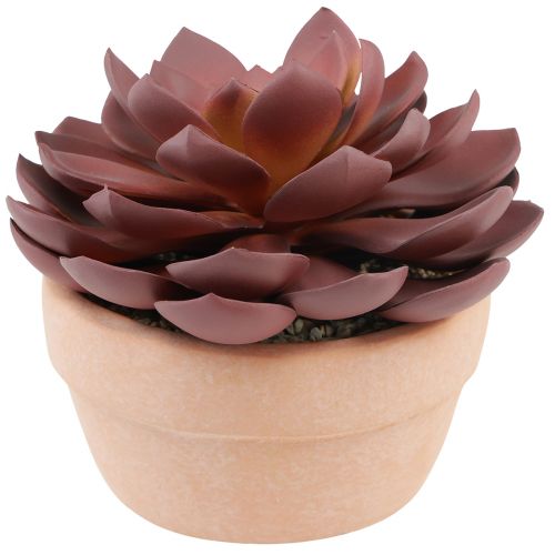 Sukulentná rastlina v kvetináči Echeveria umelá červená Ø15cm