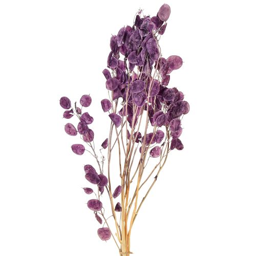 položky Sušený strieborný list Lunaria mesačná fialová 65-70cm 20g
