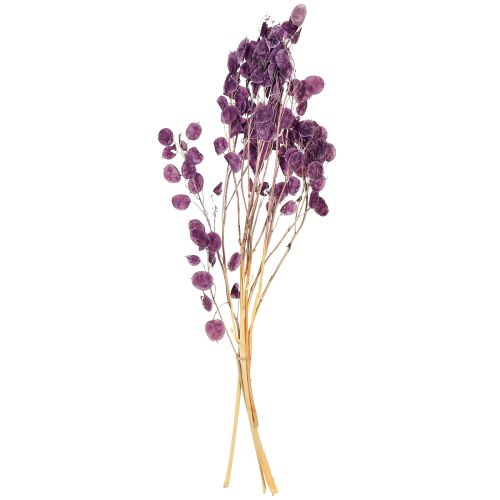 položky Sušený strieborný list Lunaria mesačná fialová 65-70cm 20g