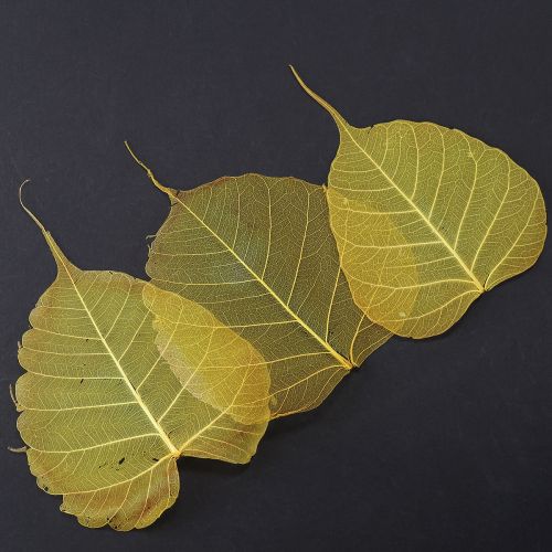 položky Kostrované listy Bodhi pre kreatívne dekorácie