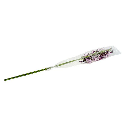 Floristik24 Pavúčie orchidey Brassia fialová 108cm 3ks