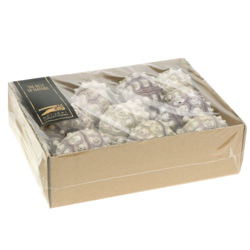 Floristik24 Morský ježko 10 ks