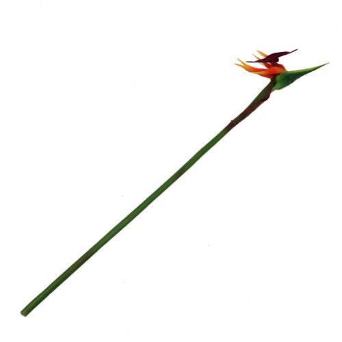 Floristik24 Strelitzia rajka kvet 62cm