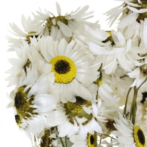 položky Acroclinium White, suché rastliny, slamené kvety, suché kvetinárstvo L20–40 cm 25g
