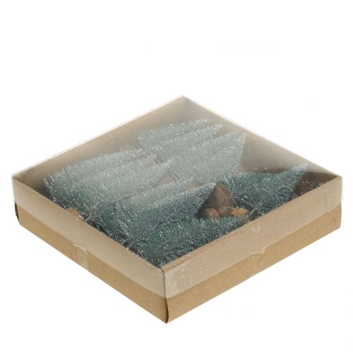 Floristik24 Jedľa strieborná 8cm 24 ks