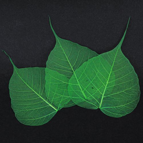 položky Vŕbové listy skeletonizované zelené prírodné dekoračné listy 200 kusov