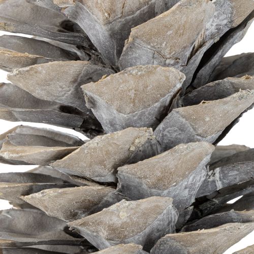 položky Cukrové šišky obielené 20cm - 30cm