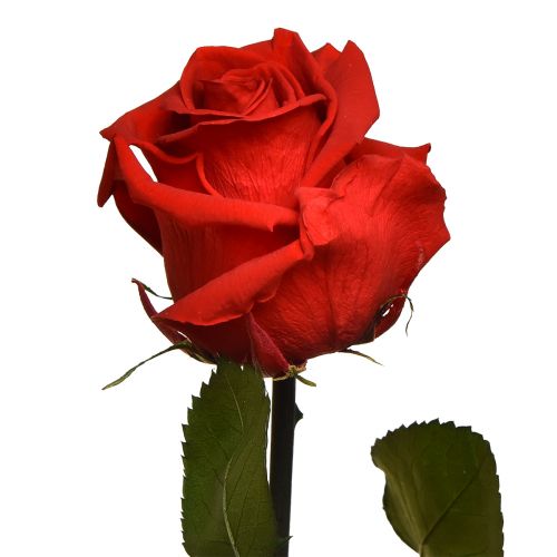 položky Amorosa Červená nekonečná ruža so zachovanými listami L54cm