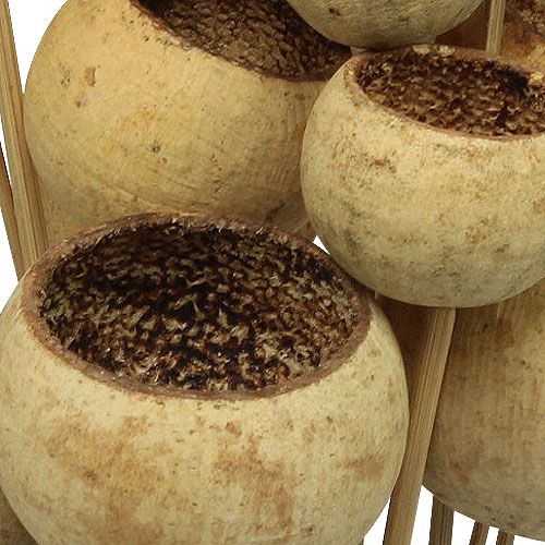 položky Bell Cup Mix na paličke Natural Exotics 15 ks