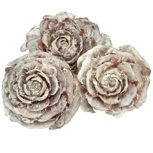 Cédrové šišky rezané ako ruža cédrová ruža 4-6cm biela/prírodná 50 kusov