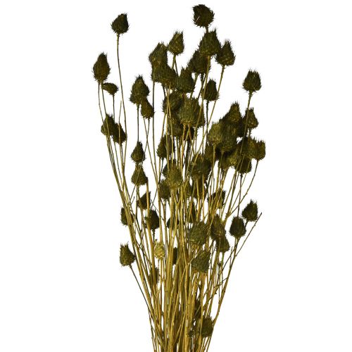 Jahodový bodliak suchá dekorácia olivovozelená Ø1–2cm L55cm 100g