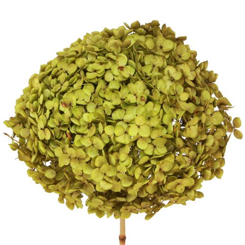 Konzervovaná hortenzia veľká v zelenej farbe Ø20cm L50–60cm