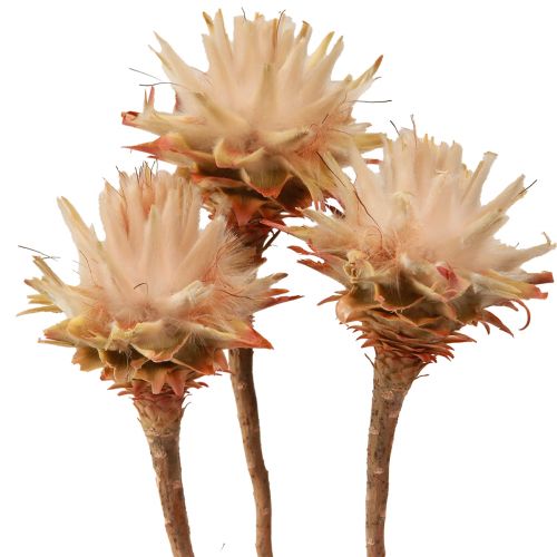 položky Leucospermum Plumosum Silver Tree Blossoms Light 25 ks