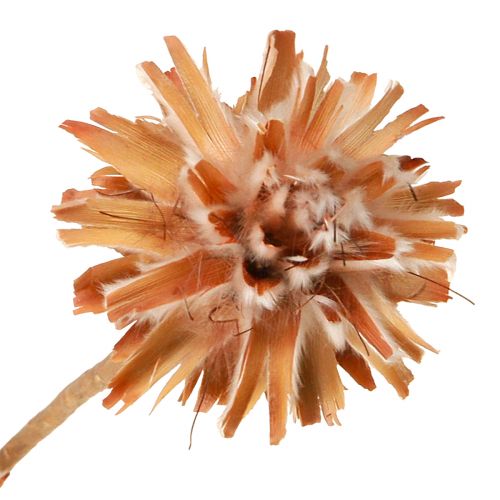 položky Leucospermum Plumosum Silver Tree Blossoms Light 25 ks