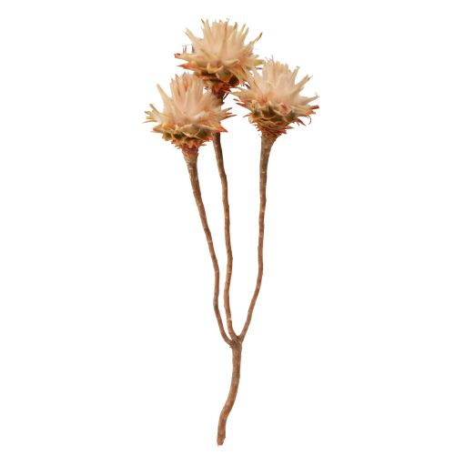 položky Leucospermum Plumosum Silver Tree Blossoms Light 25 ks