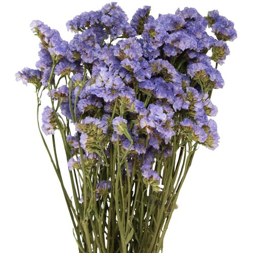 Morský orgován fialový Statice Limonium sinuatum Sušené kvety 60cm 50g