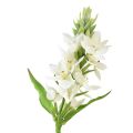 Floristik24 Umelý kvet Garden Milk Star Umelý kvet biely 50cm