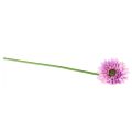 Floristik24 Umelé kvety Záhradná Gerbera Umelé kvety Fialová 47cm