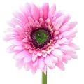 Floristik24 Umelé kvety Gerbera Garden Umelé kvety ružové 47cm