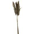 Floristik24 Pampasová tráva sušená dekoračná suchá tráva prírodná 95cm 3ks