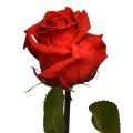 Floristik24 Amorosa Červená nekonečná ruža so zachovanými listami L54cm