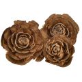 Floristik24 Šišky z cédra rezané ako ruža cédrová ruža 4-6cm prírodná 50 kusov.