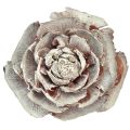 Floristik24 Cédrové šišky rezané ako ruža cédrová ruža 4-6cm biela/prírodná 50 kusov