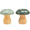 Floristik24 Drevené huby dekoračné huby drevené muchovníky zelená mäta 5cm 8ks